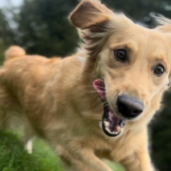 Meet your Posher, Amanda - Picture 1 of 1